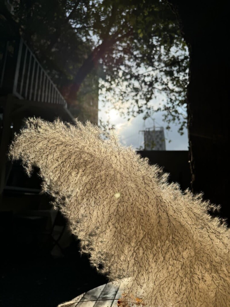 c526c225c26756c8